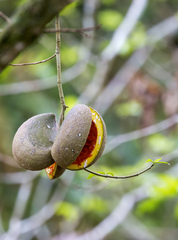 Tabernaemontana donnell-smithii