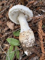 Amanita smithiana