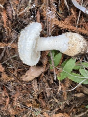 Amanita smithiana