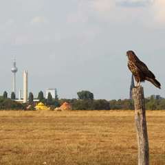 Buteo buteo