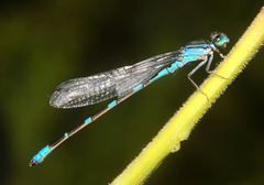 Enallagma carunculatum