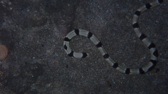 Myrichthys colubrinus