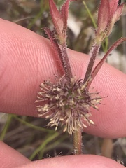 Opercularia hispida