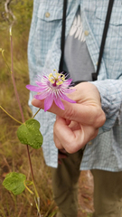 Passiflora urbaniana