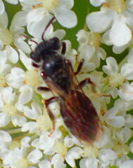Andrena