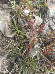 Opercularia hispida