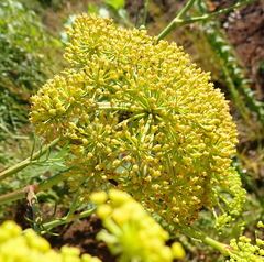 Notobubon ferulaceum