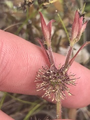 Opercularia hispida