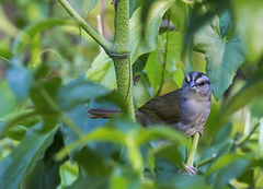 Arremonops rufivirgatus