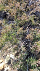 Calliandra eriophylla