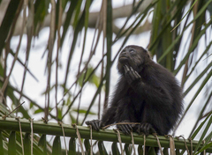 Alouatta pigra