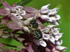 Megachile rotundata