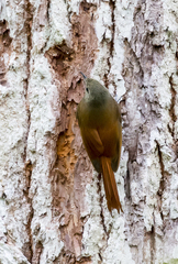 Sittasomus griseicapillus