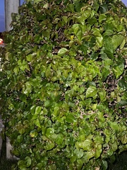 Callisia repens