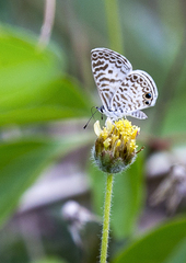 Leptotes cassius