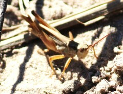 Orphulella pelidna