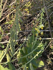 Crotalaria spectabilis