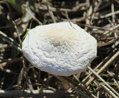 Agrocybe molesta