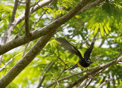 Trogon melanocephalus