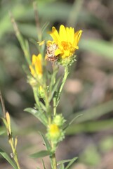 Rayjacksonia phyllocephala