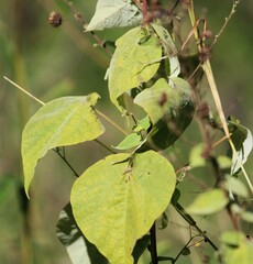 Wissadula amplissima