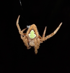 Eriophora