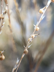Muhlenbergia cuspidata