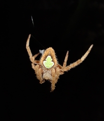 Eriophora