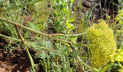 Notobubon ferulaceum