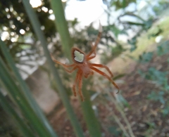 Eriophora