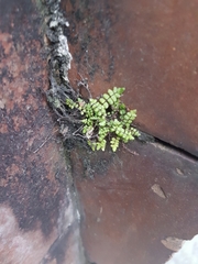 Asplenium trichomanes