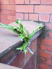 Asplenium scolopendrium