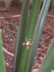 Eriophora