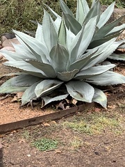 Agave