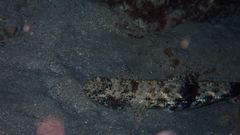 Saurida gracilis