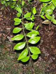 Zanthoxylum rhoifolium