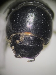 Aphodiinae