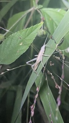 Copiphorini