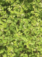 Rubus parvifolius