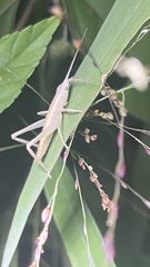 Copiphorini