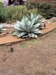 Agave
