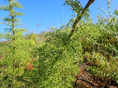 Notobubon ferulaceum