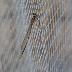 Zygoptera