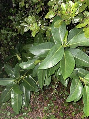 Ficus aurea
