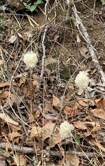 Anemone virginiana
