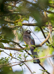 Trogon melanocephalus