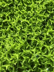 Pseudocrossidium hornschuchianum