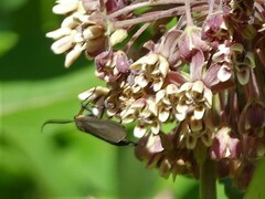 Acoloithus falsarius