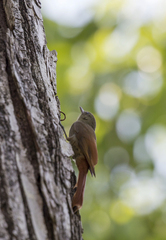 Sittasomus griseicapillus