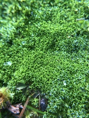 Pseudocrossidium hornschuchianum